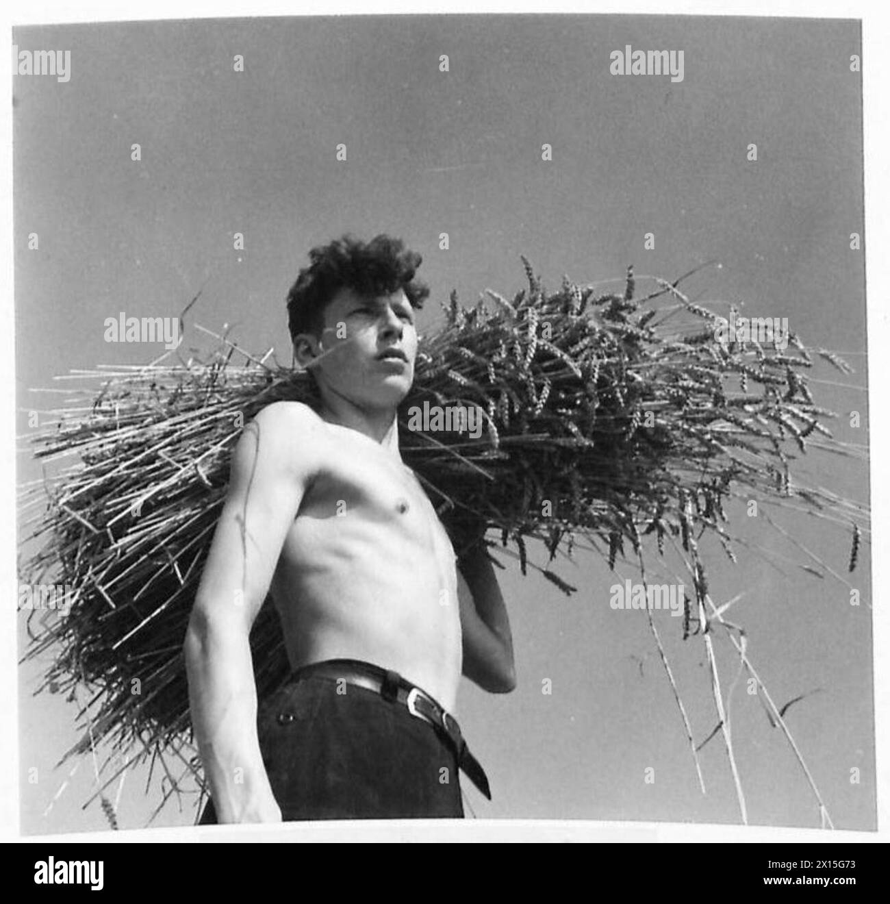 Farmer harvests corn field Black and White Stock Photos & Images - Alamy