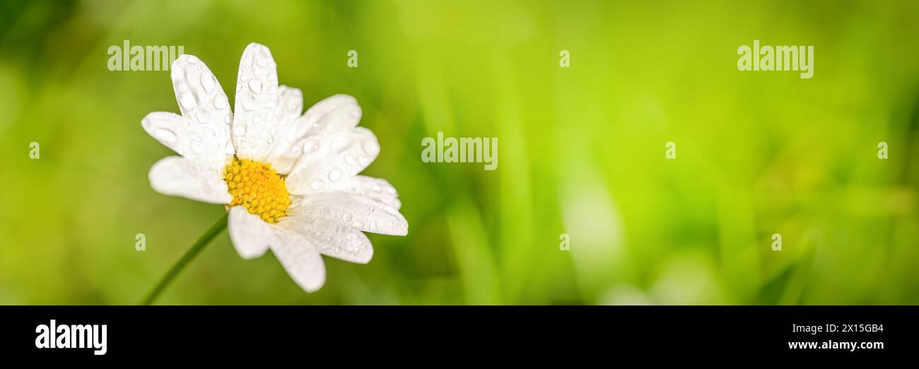 Close up of a daisy with dew drops, green panoramic background, spring and summer web banner with copy space Stock Photo