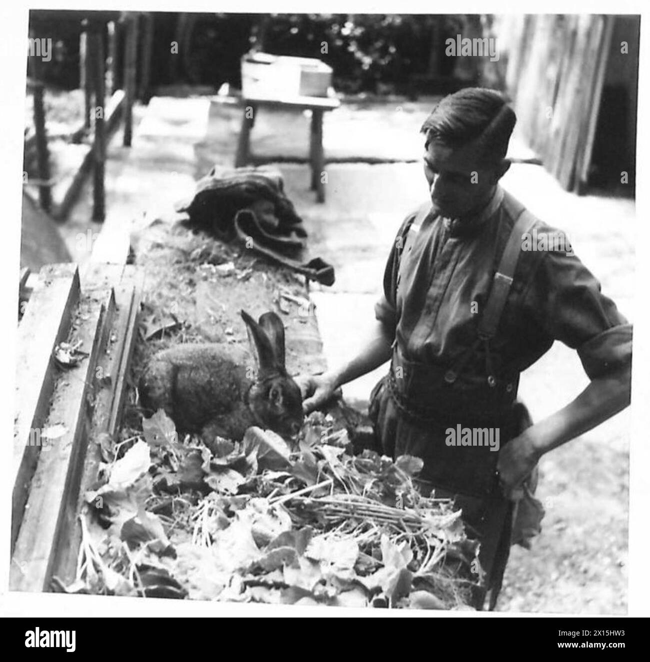 SOLDIER GARDENERS - Rabbits are kept by the soldiers British Army Stock ...