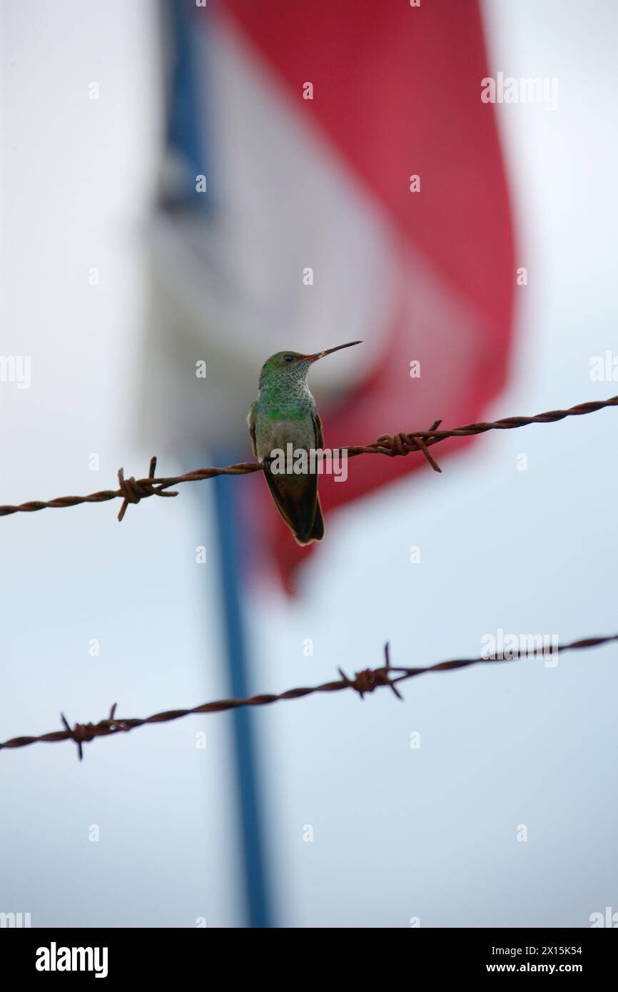 Male Rufous-tailed Hummingbird, Amazilia tzacatl, Trochilidae. Sitting on a barbed wire fence with a Costa Rican flag behind.  Arenal, Costa Rica. Stock Photo