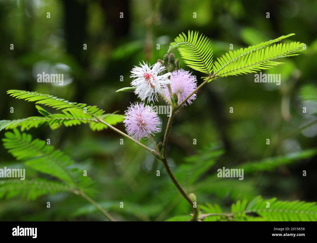 Sensitive Plant, Sleepy Plant, Action Plant, Dormilones, Touch-me-not, Shameplant, Zombie Plant, or Shy Plant, Mimosa pudica,  Arenal, Costa Rica. Stock Photo