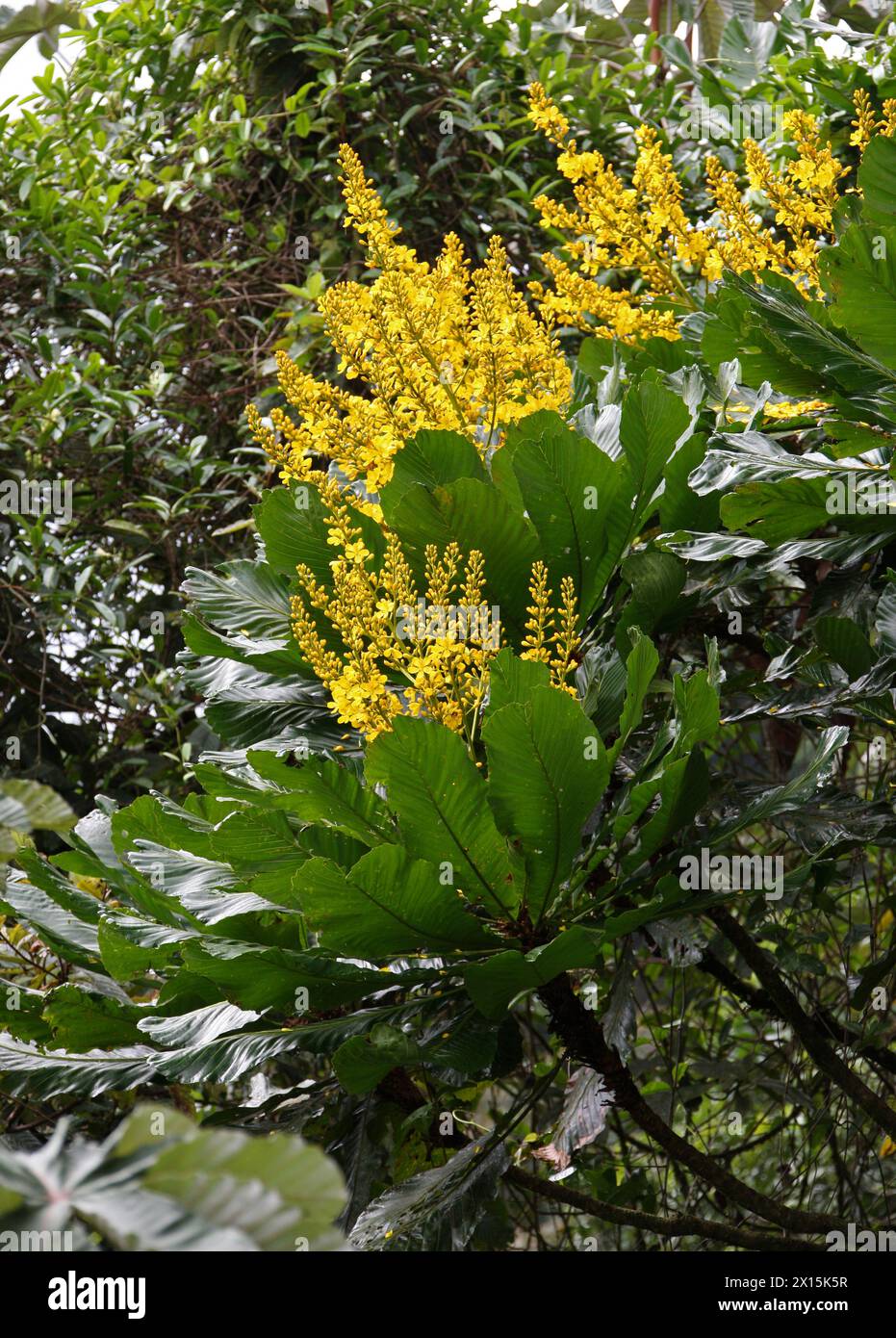 Cespedesia spathulata, Ochnaceae.  Arenal Hanging Bridges Rainforest Canopy Park, La Fortuna, Alajuela Province, Costa Rica. Stock Photo