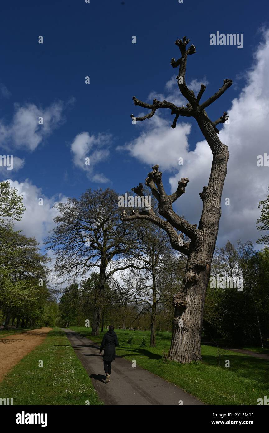 Hype park, London, UK. 14th Apr, 2024. Death tree at Hype park in London, UK. Credit: See Li/Picture Capital/Alamy Live News Stock Photo