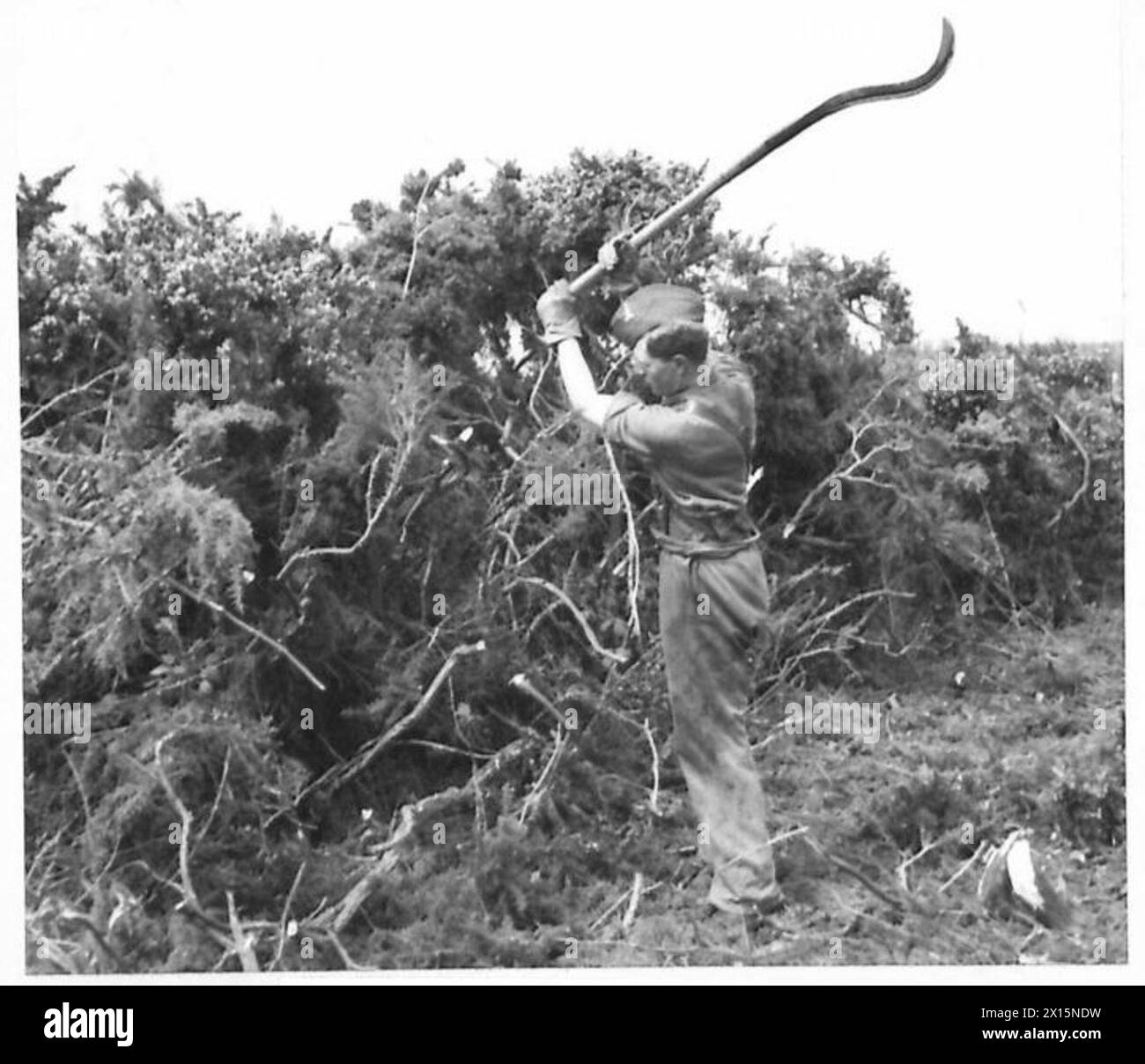 PIONEERS CLEARING LAND A pioneet cutting gorse with a bill hook
