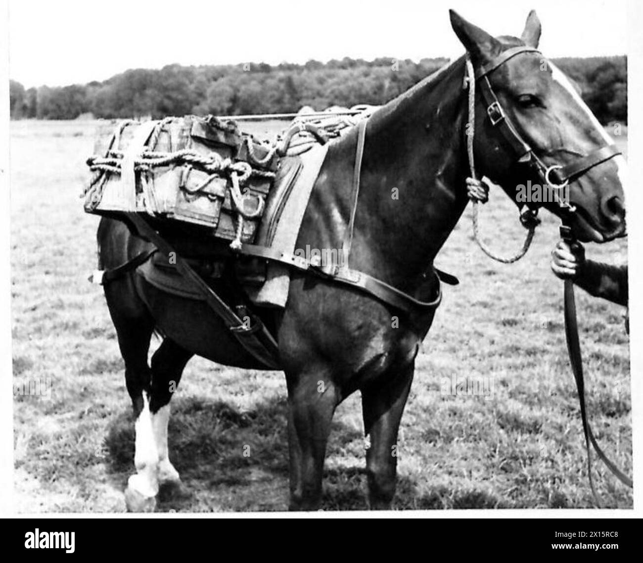 MOUNTAIN WARFARE EQUIPMENT Horse with 48 36 Grenades on each side in