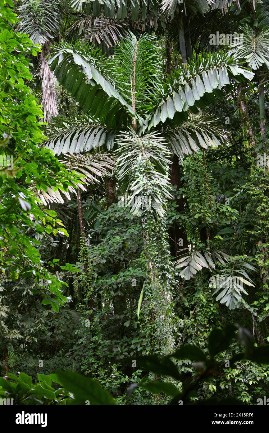 Walking Palm, Socratea exorrhiza, Socratea, Arecaceae. Puentes Colgantes near Arenal Volcano, Costa Rica. Male and female flowers/fruits. Stock Photo
