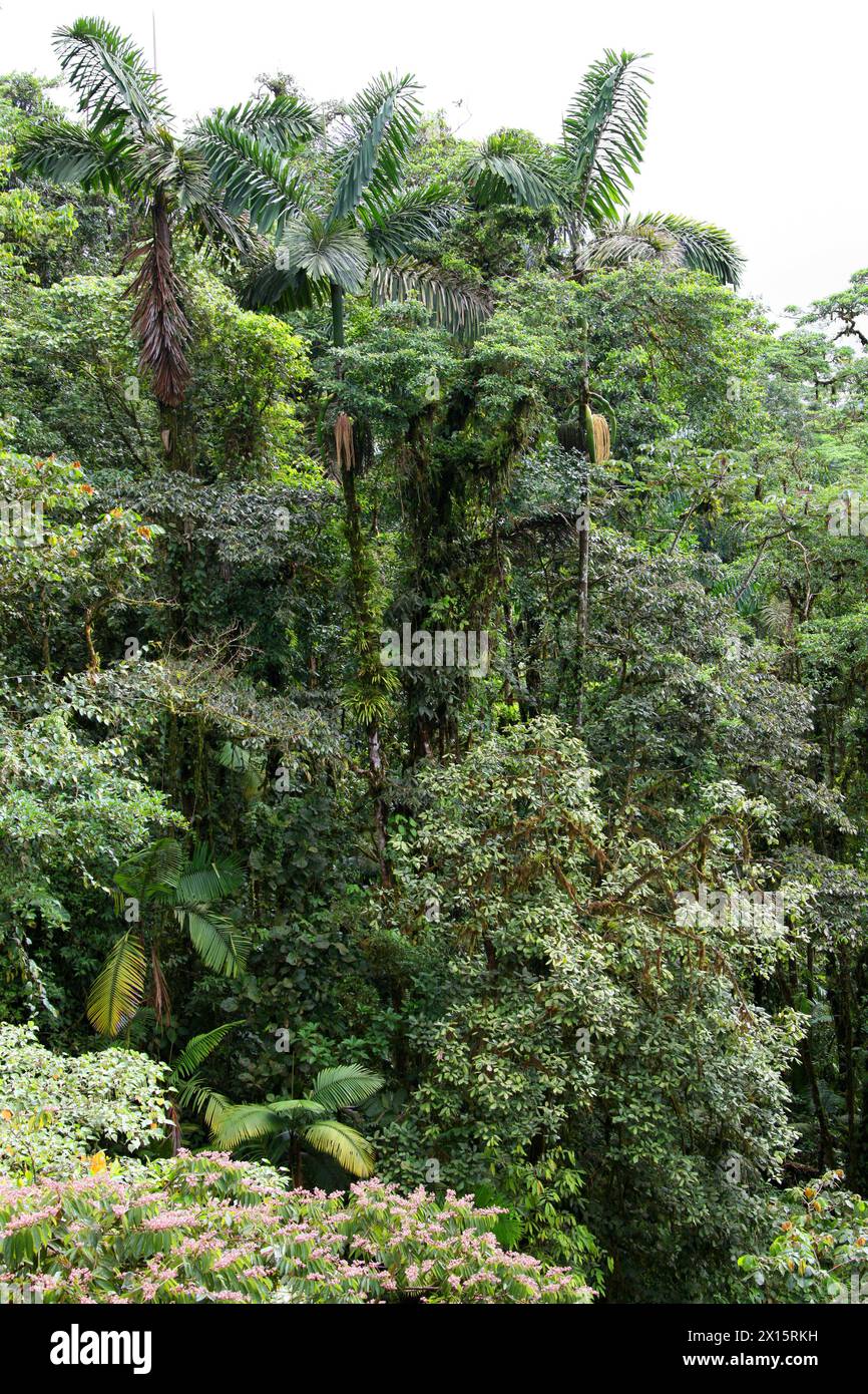 Costa Rican Jungle with Walking Palms, Socratea exorrhiza, Socratea, Arecaceae. Puentes Colgantes near Arenal Volcano, Costa Rica. Stock Photo