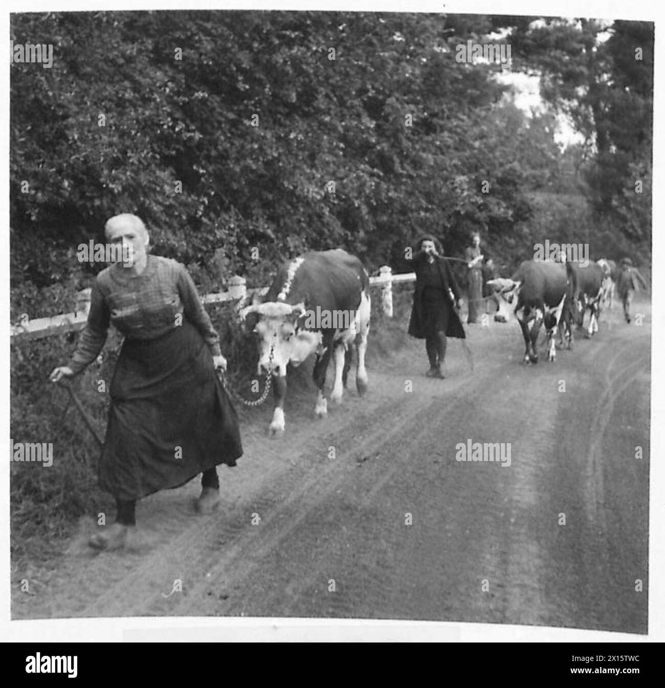 SCOTTISH TROOPS ADVANCE Refugees on the road with their cattle and