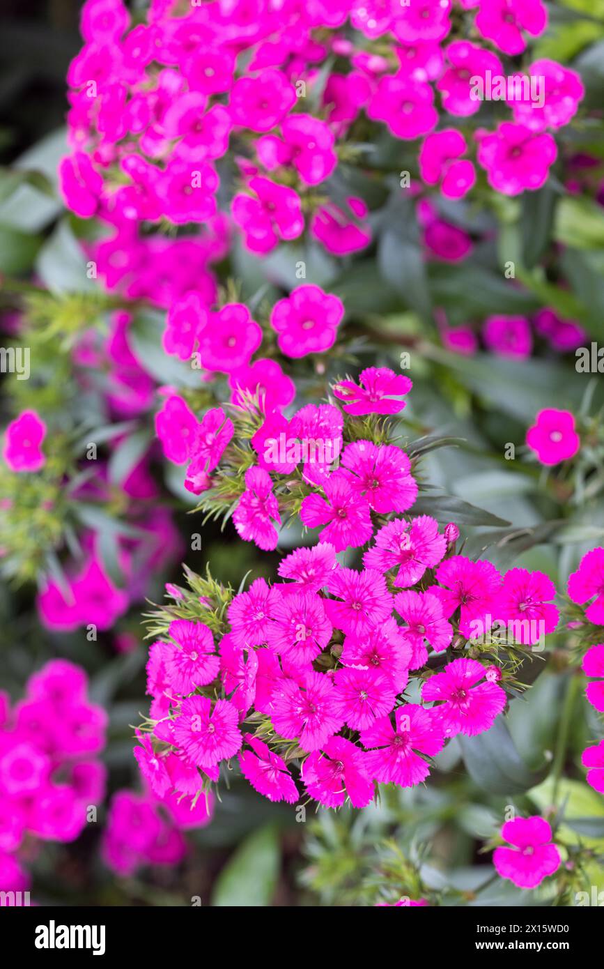 Dianthus Jolt Flowers in Australia Stock Photo