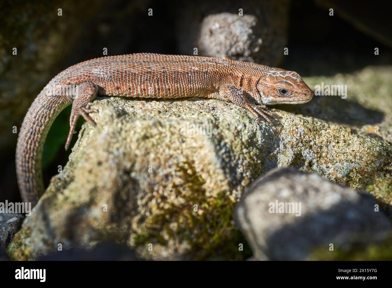 Common Lizard basking in the sun Stock Photo - Alamy