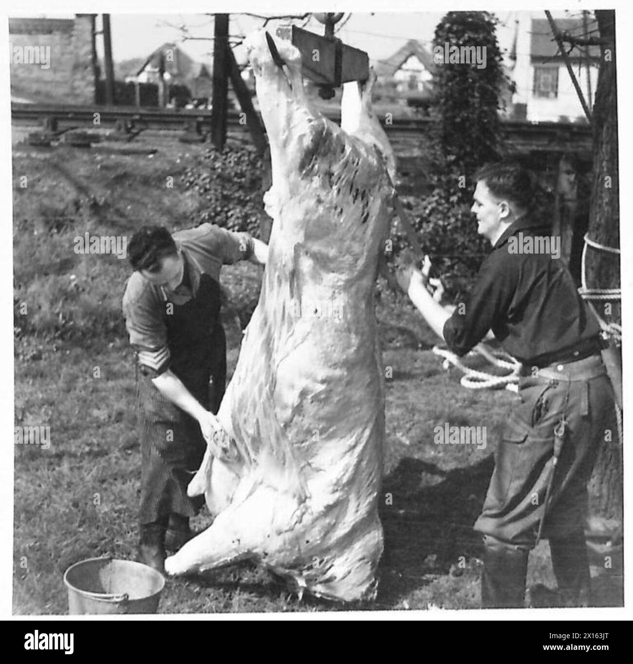 FIELD BUTCHERY IN THE ARMY - The carcase hailing from a tree, it is cleaned and sawn in two by Army personnel British Army Stock Photo