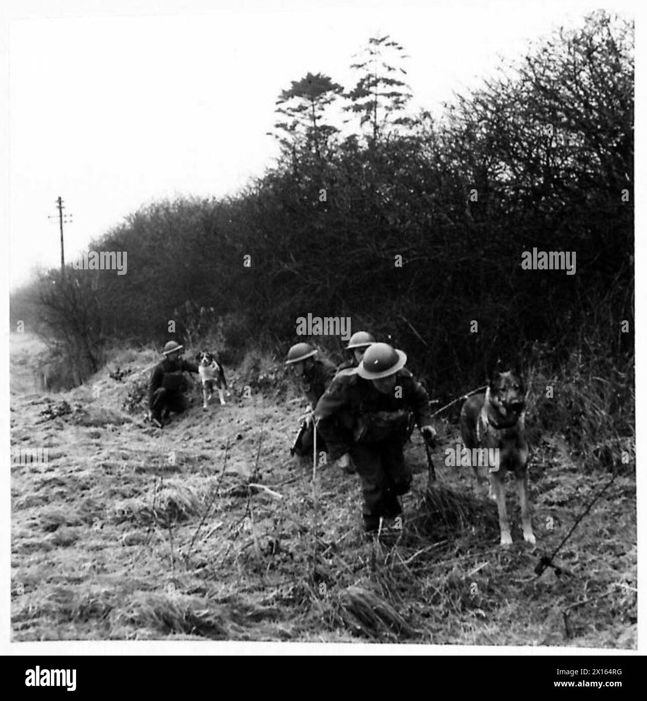 Dogs patrol under the supervision of their escorts at the War Dogs ...