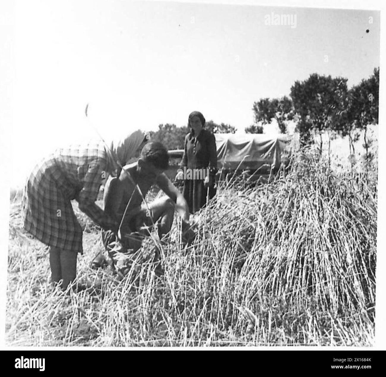 EIGHTH ARMY SECTOR HARVEST IN ITALY Gnr. J.J. Burton of 15 Loring