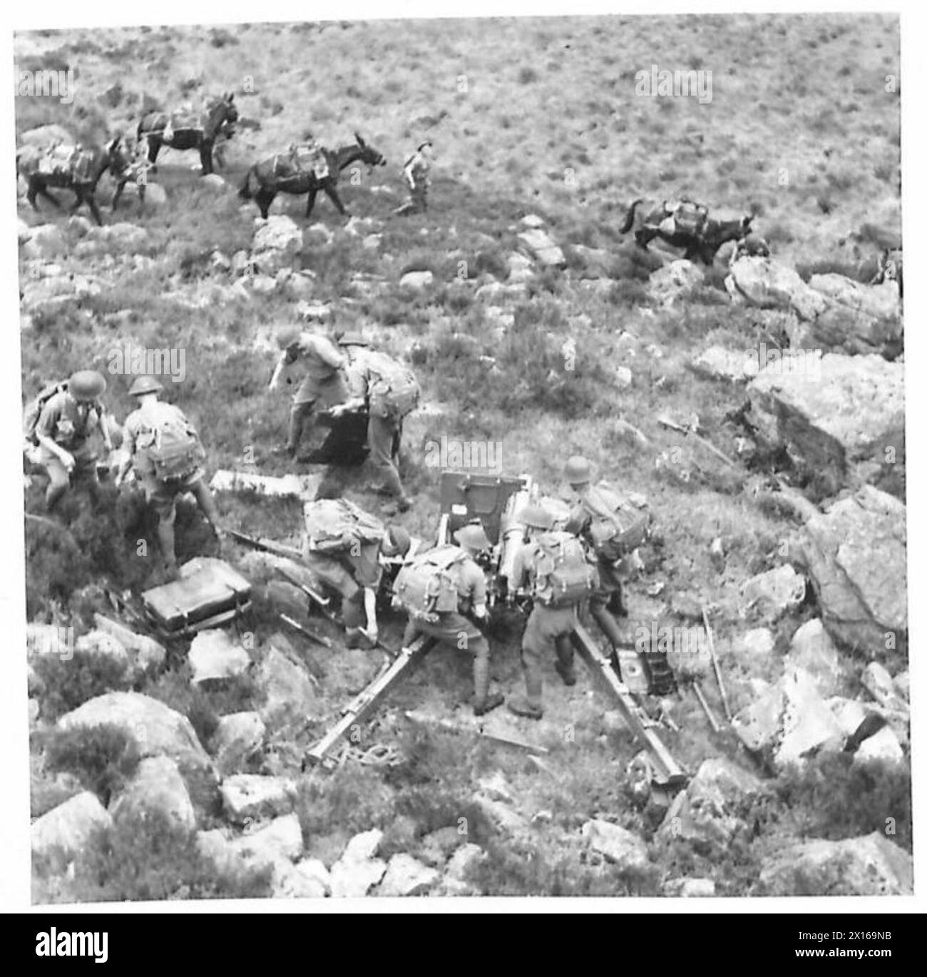 Mules and artillery in mountain exercises hi-res stock photography and ...