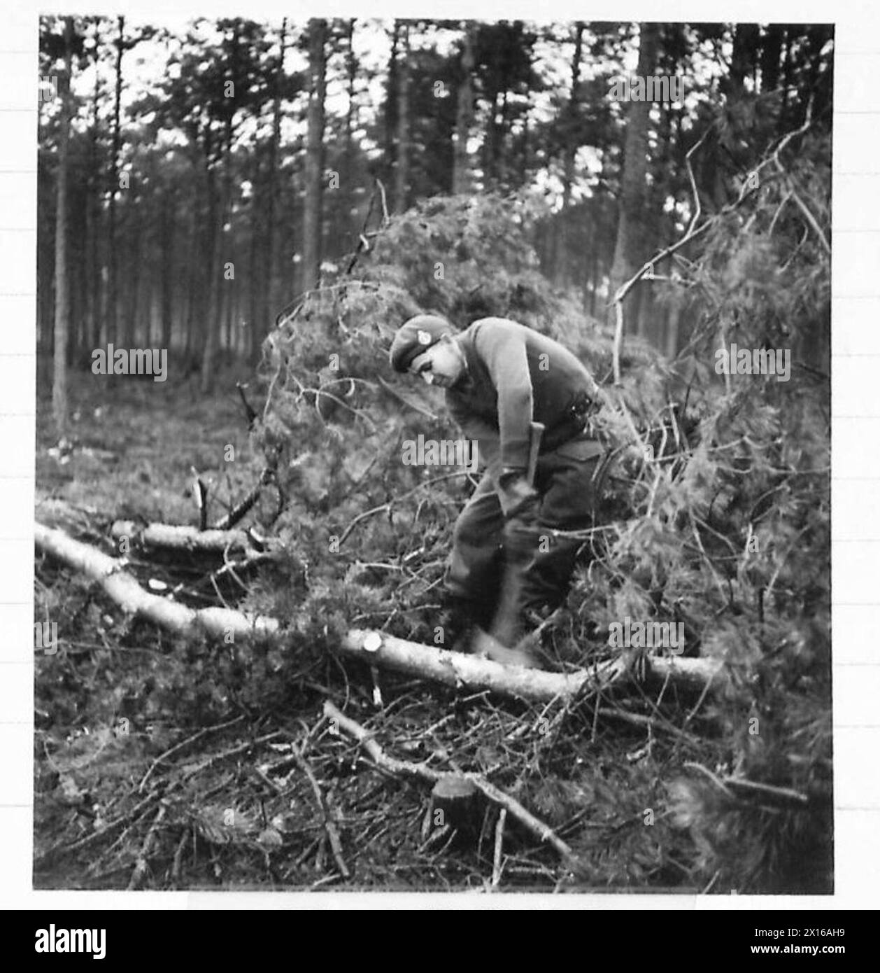 ARMY LUMBERJACKS IN HOLLAND - The trees after felling are limbered (chopping off the branches) British Army, 21st Army Group Stock Photo
