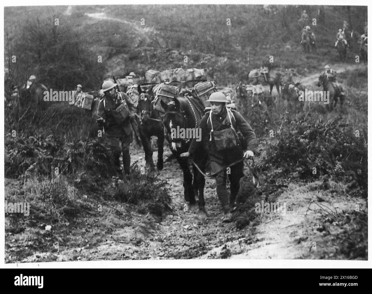ANIMAL TRANSPORT Caesar's Camp, Aldershot British Army Stock Photo