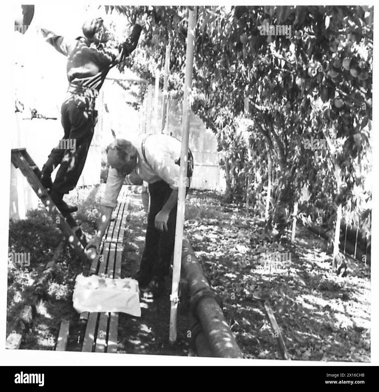 SOLDIER GARDENERS - Peaches being picked in one of the glasshouses. Tichborne Manor, Tichborne, 229/58TH MEDIUM Regt. RA British Army Stock Photo