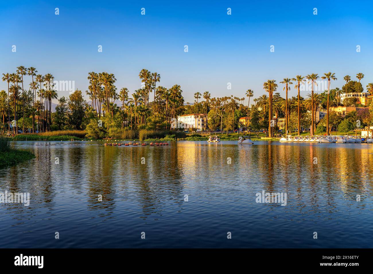 Echo Park Lake with pedal boats and palm trees in Los Angeles, California Stock Photo