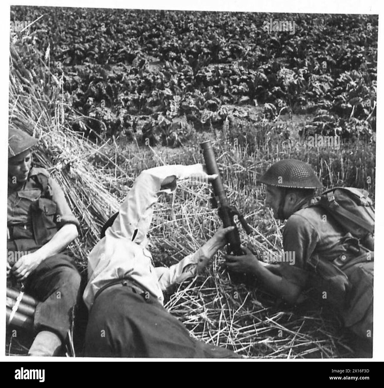 BATTLE SCHOOL EXERCISE - 2-inch mortar in action in the corner of a cornfield , British Army Stock Photo