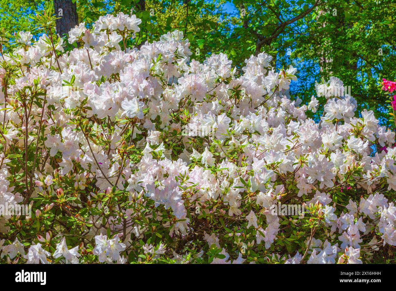 White Azaleas in Mercer Arboretum and Botanical Gardens in Spring, Texas. Stock Photo