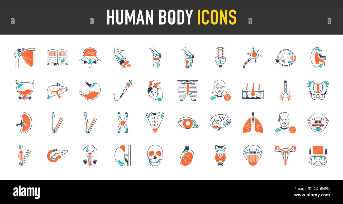 Bundle of body parts and organs icons. Human body vector illustration Stock Vector