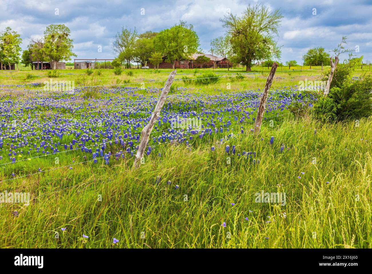 Field of wildflowers and Texas Bluebonnets near Whitehall, Texas. Stock Photo