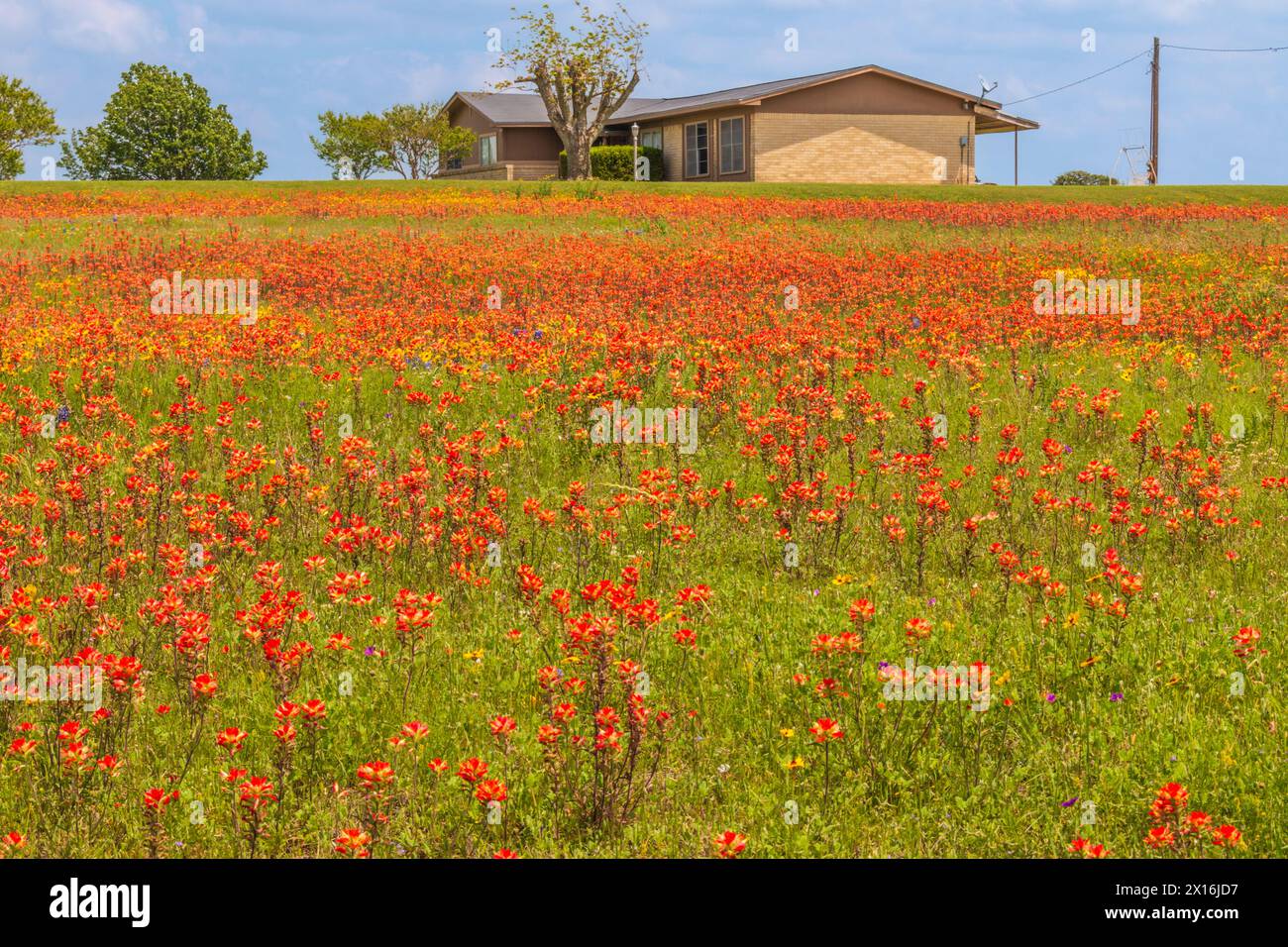 Field of Indian Paintbrush and other wildflowers at Old Baylor College Park in Independence, Texas. Stock Photo