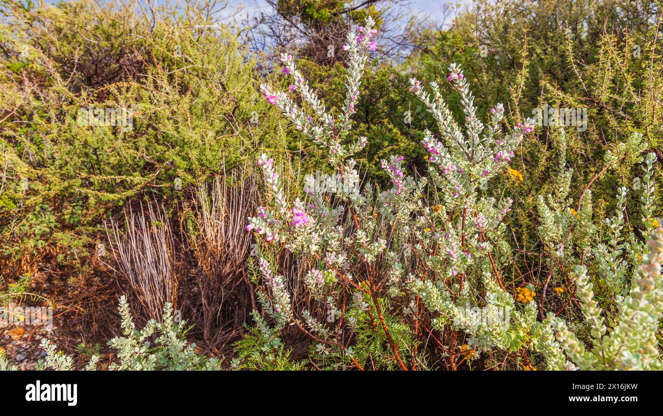 Purple Sage plants in Big Bend National Park in Texas. Stock Photo