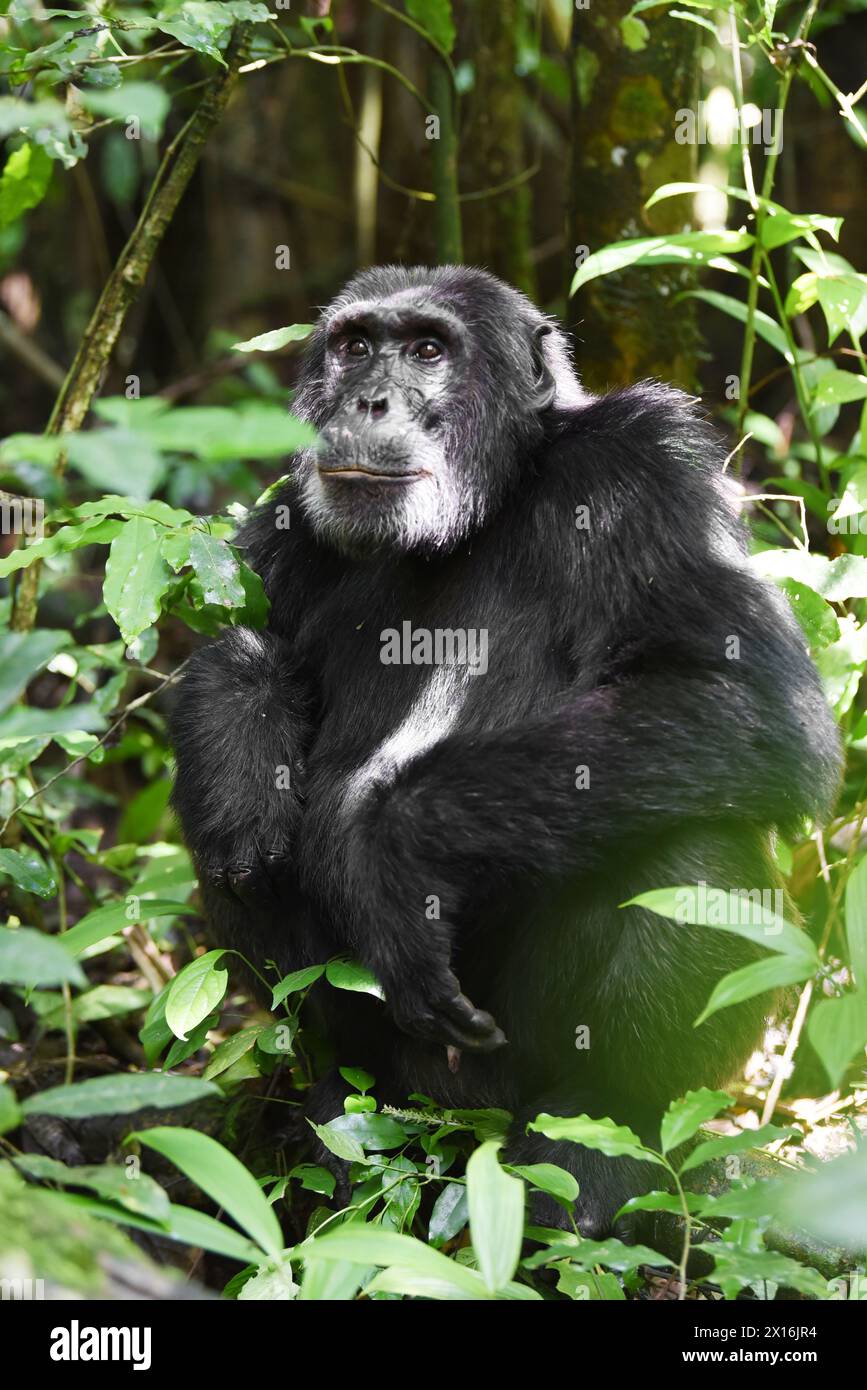 A majestic silverback chimpanzee, with a dignified presence, rests among the lush greenery of Kibale National Park, Uganda.. Stock Photo