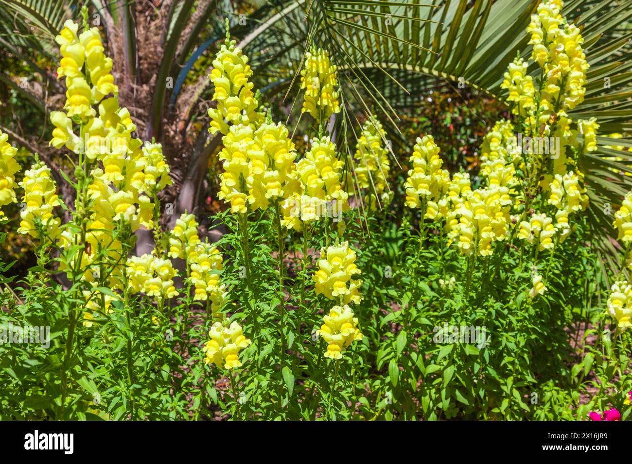 Snapdragon SONNET YELLOW in Mercer Botanical Gardens, Spring, Texas. Stock Photo