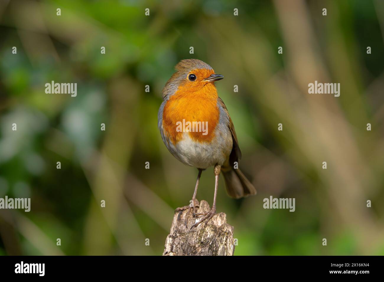 Front view of a robin bird stretching upwards in an alert state. Stock Photo