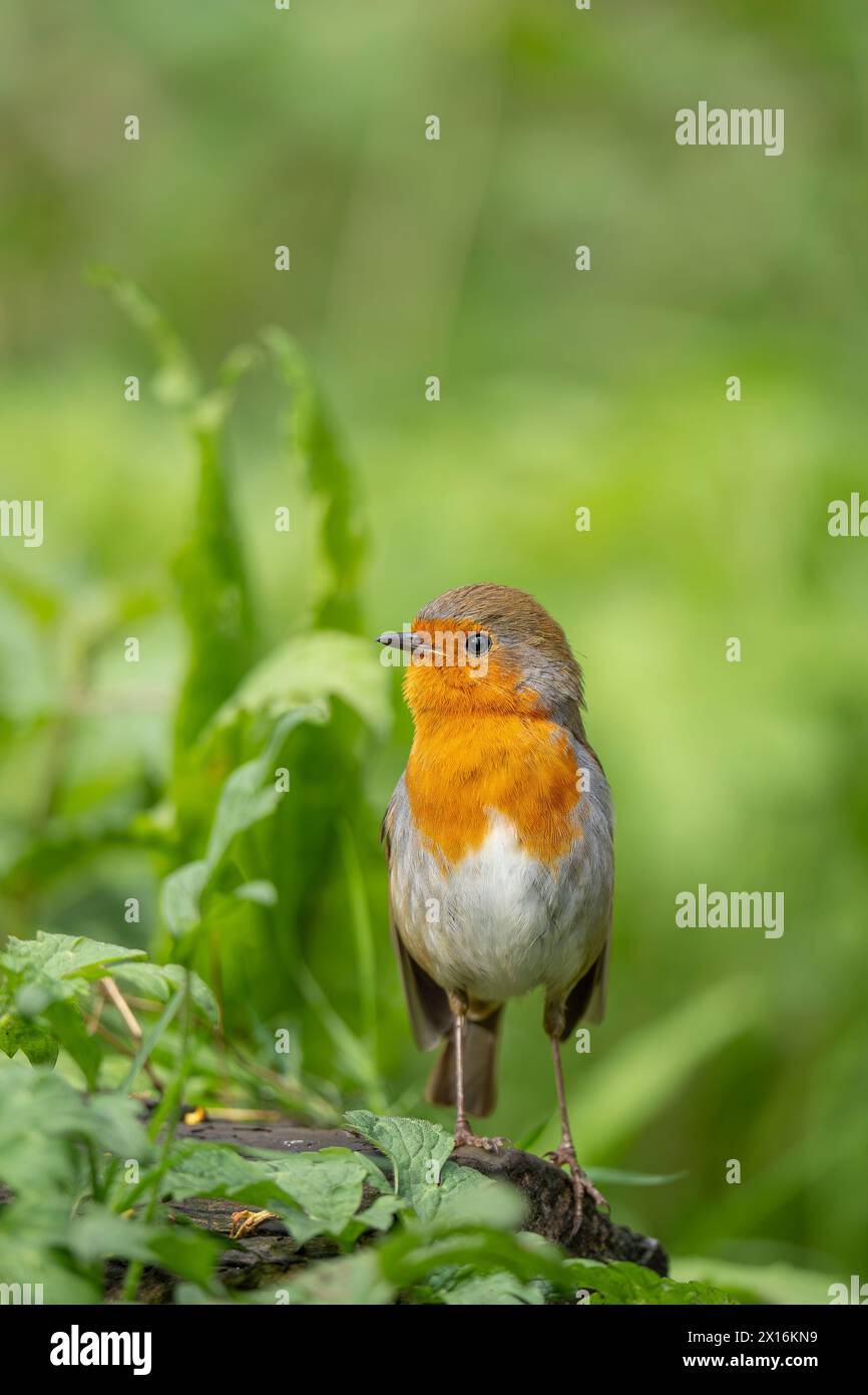 Front view of a wild, UK robin bird (Erithacus rubecula) stretching upwards in an alert state. Stock Photo