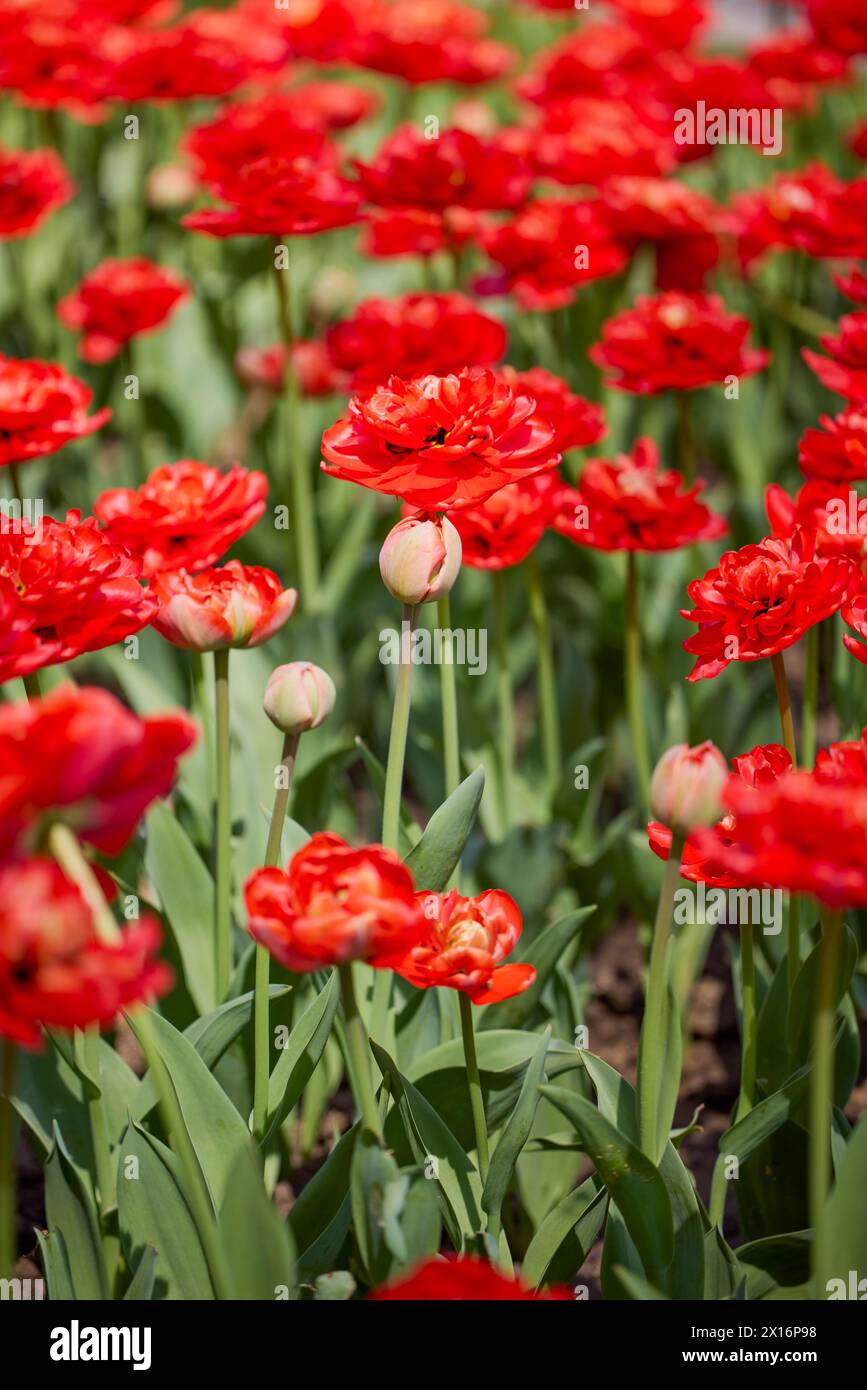 Clouse ap with different types of beautiful tulips in different colors ...
