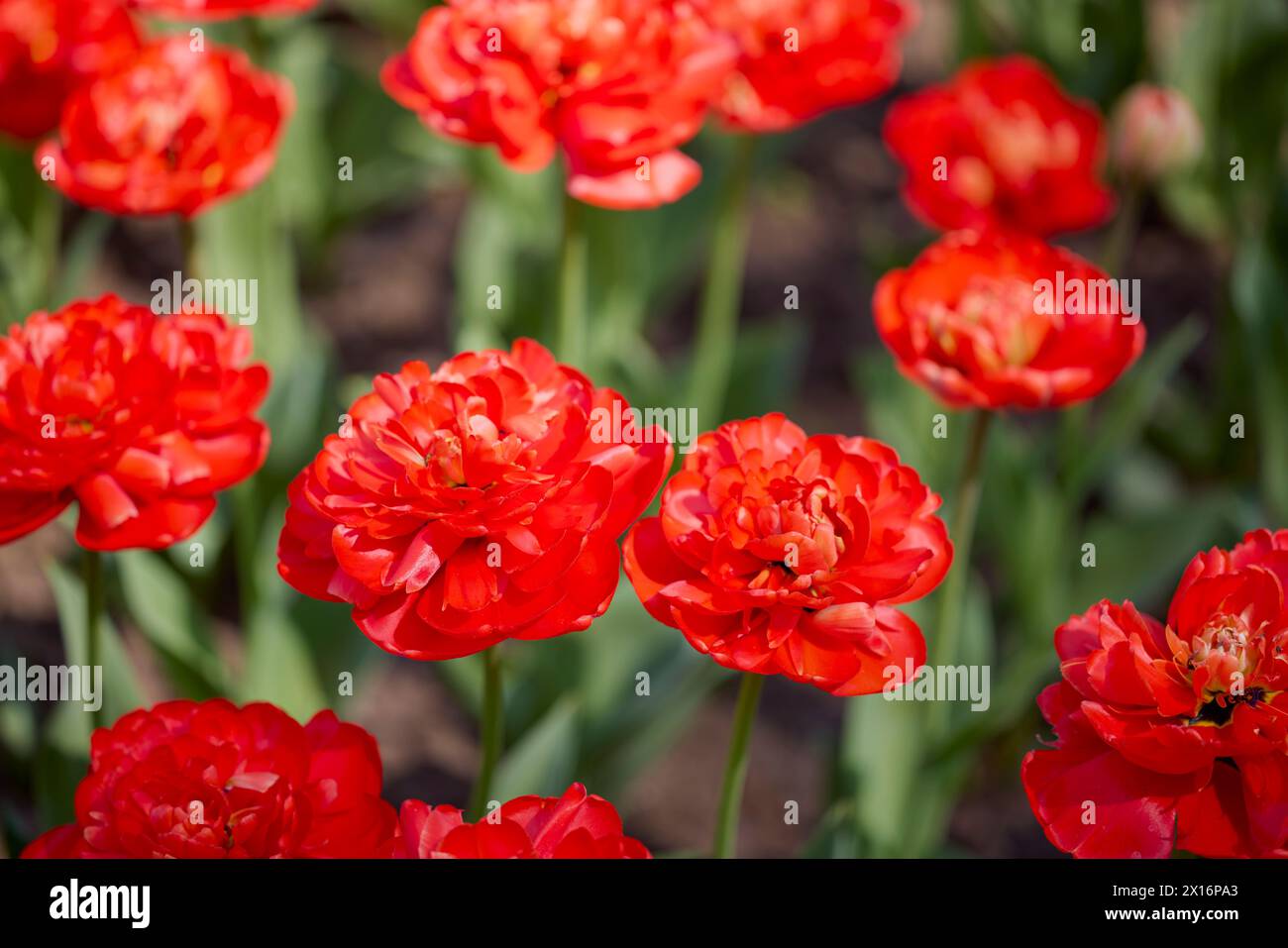 Clouse ap with different types of beautiful tulips in different colors ...