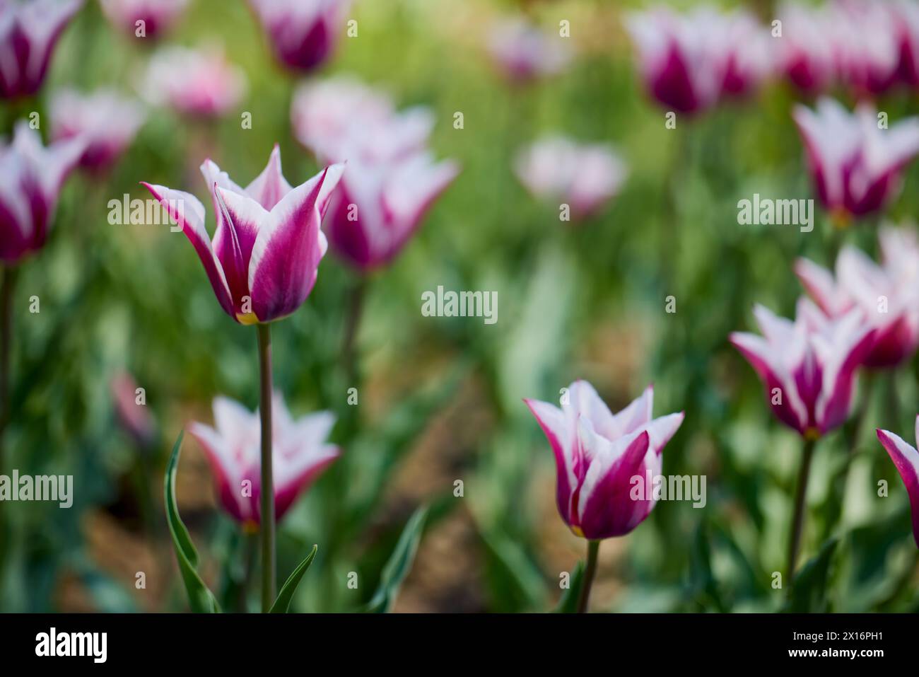 Clouse ap with different types of beautiful tulips in different colors ...