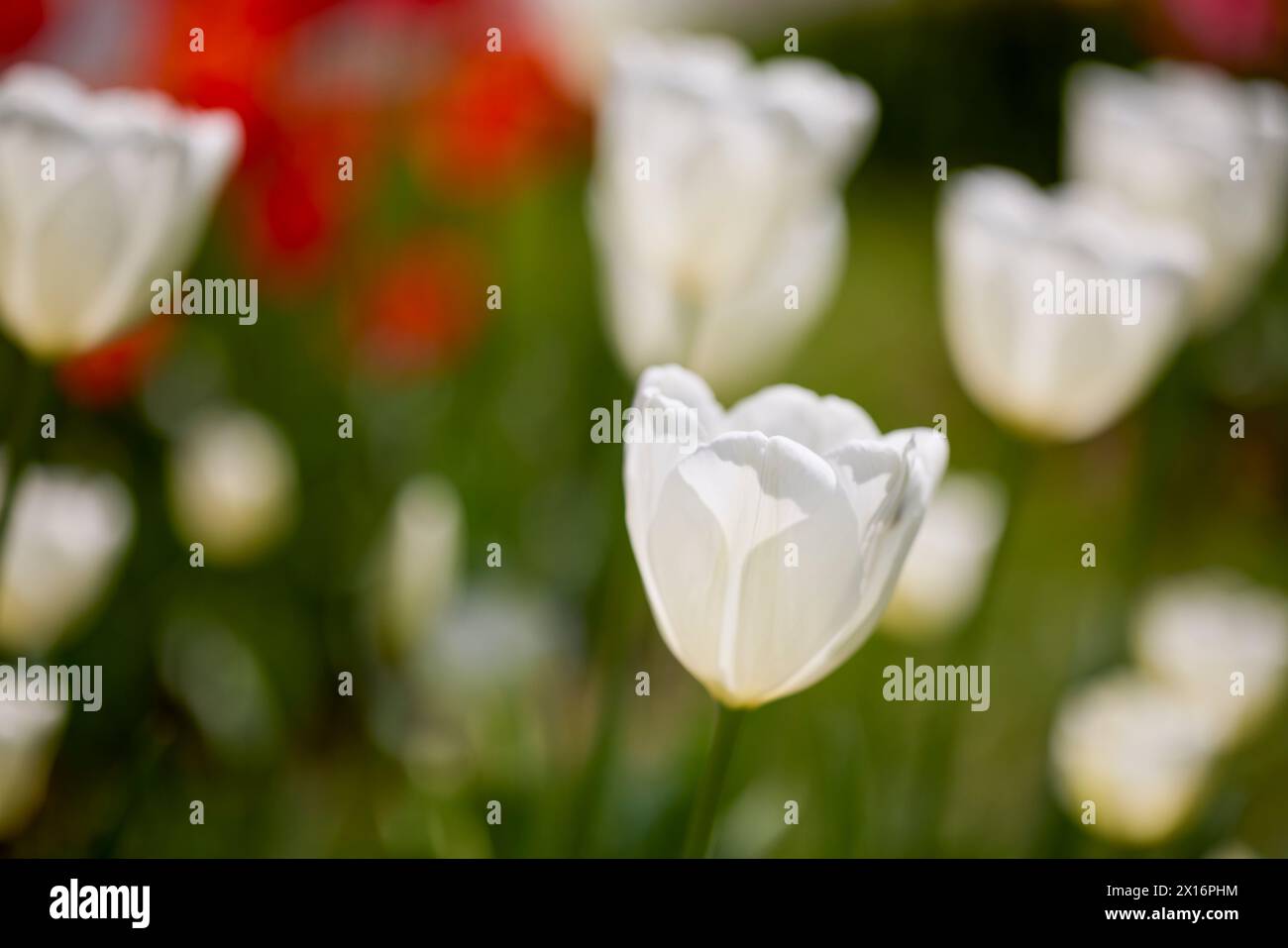 Clouse ap with different types of beautiful tulips in different colors ...