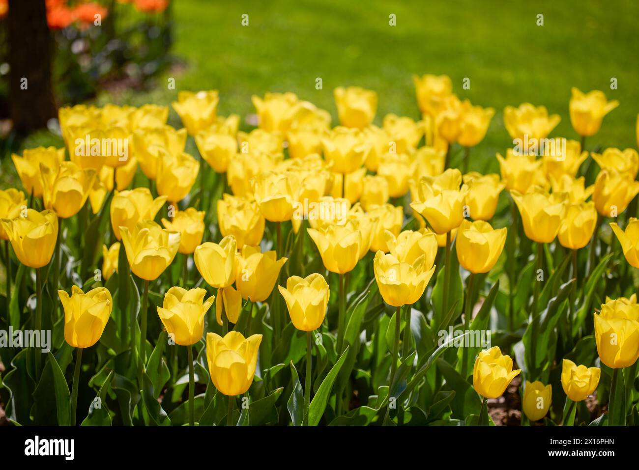Clouse ap with different types of beautiful tulips in different colors ...