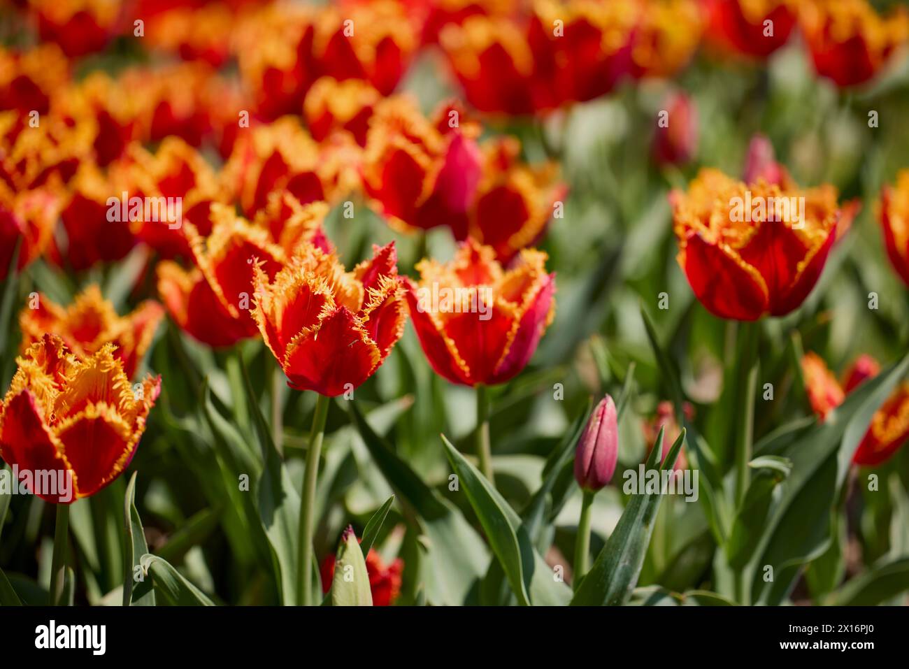 Clouse ap with different types of beautiful tulips in different colors ...