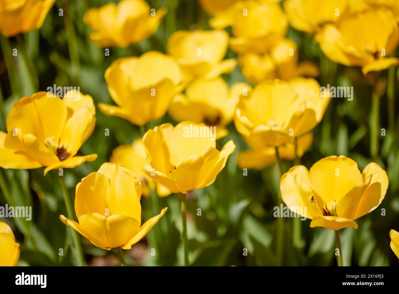 Clouse ap with different types of beautiful tulips in different colors ...