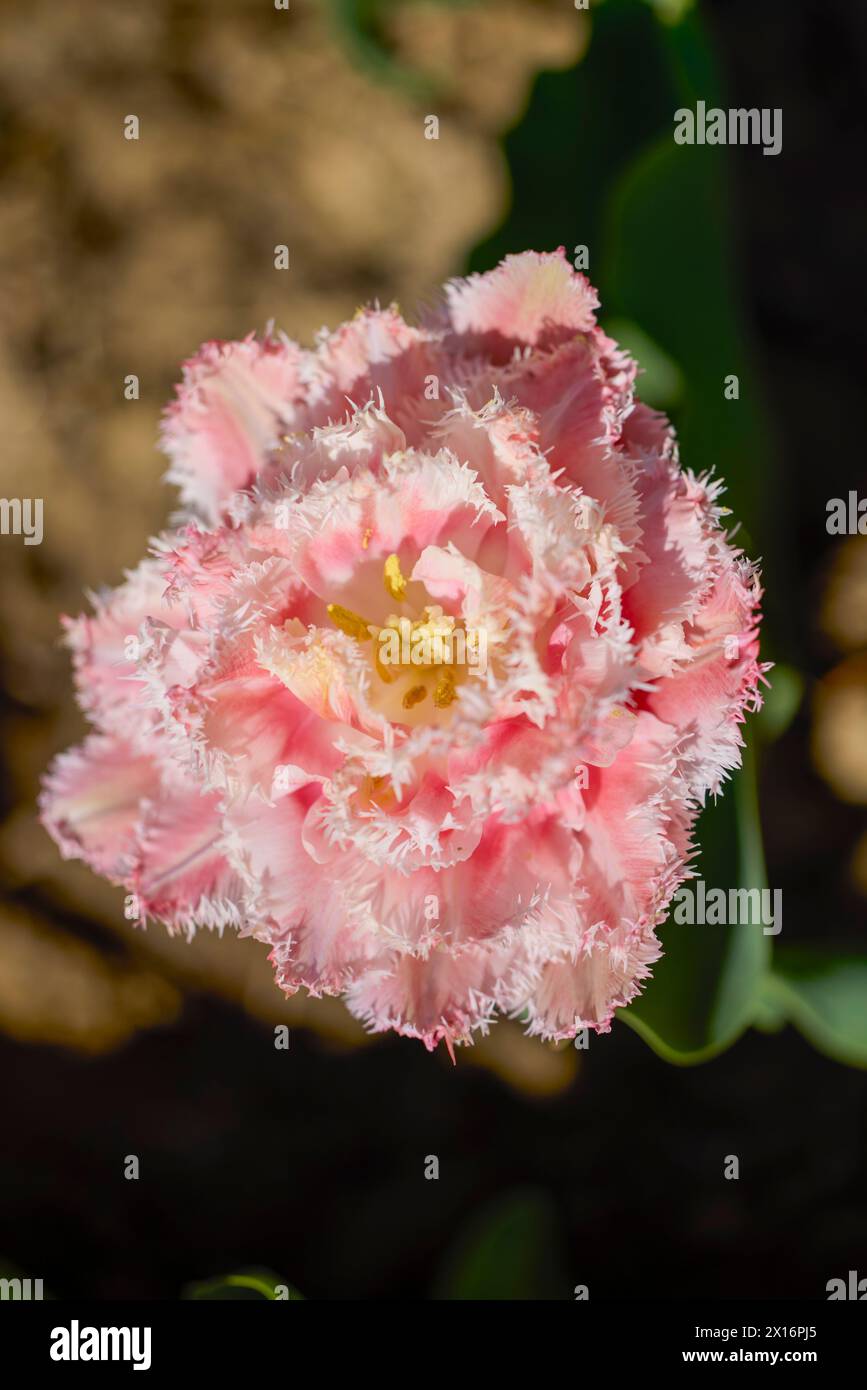 Clouse ap with different types of beautiful tulips in different colors ...