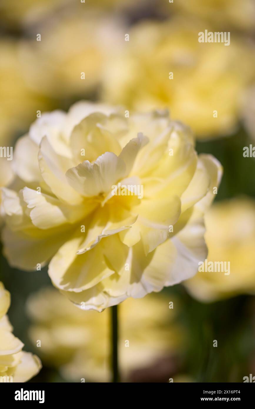 Clouse ap with different types of beautiful tulips in different colors ...