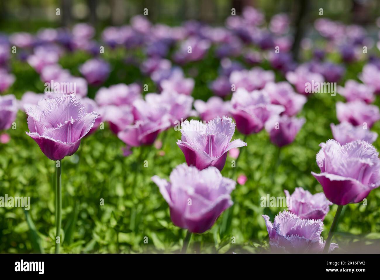 Clouse ap with different types of beautiful tulips in different colors ...
