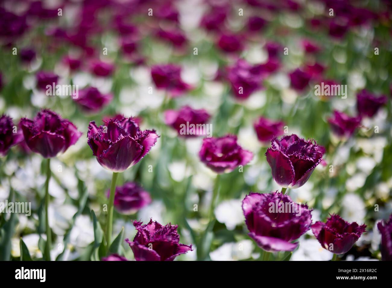 Clouse ap with different types of beautiful tulips in different colors ...