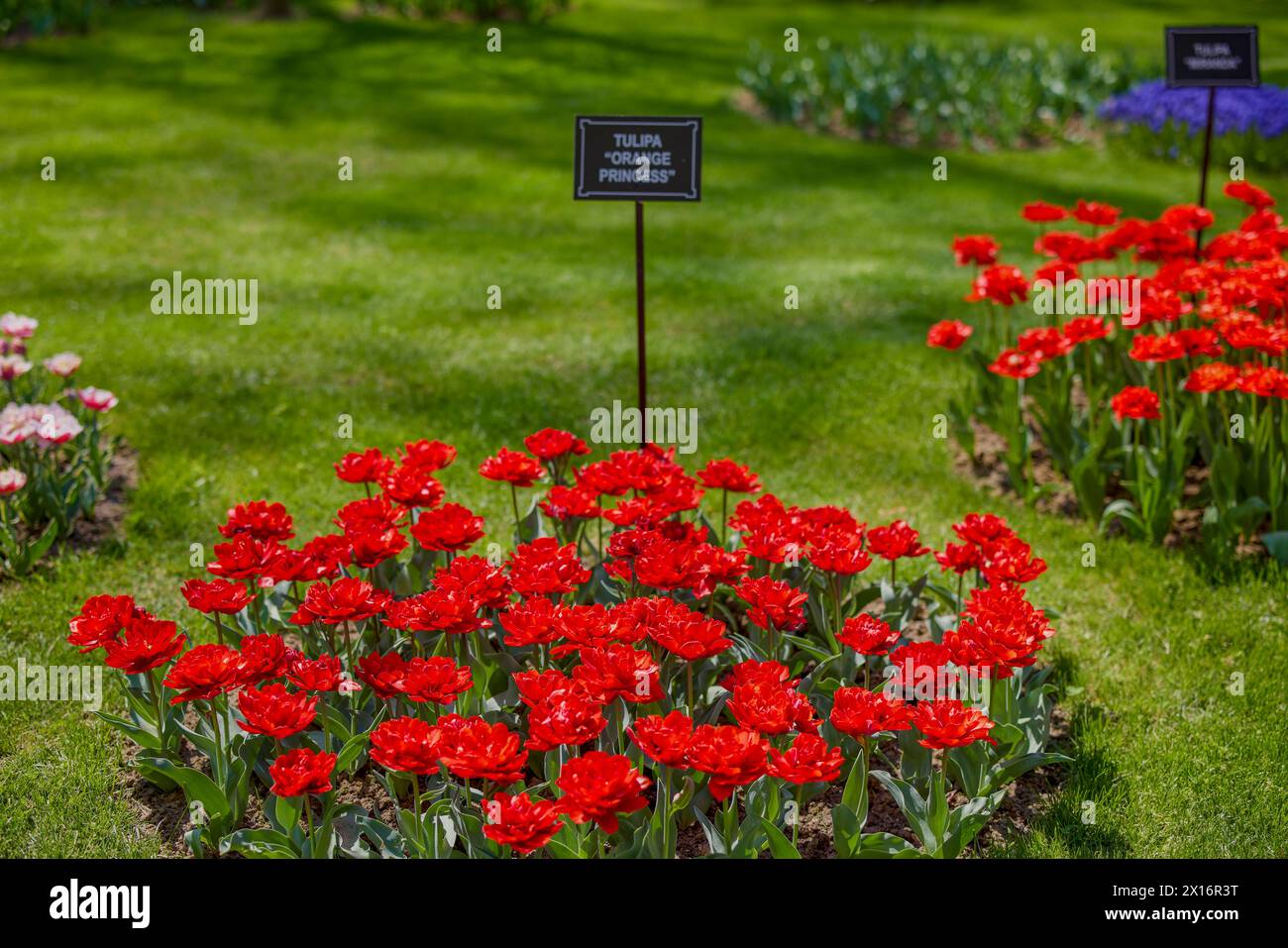 Clouse ap with different types of beautiful tulips in different colors ...