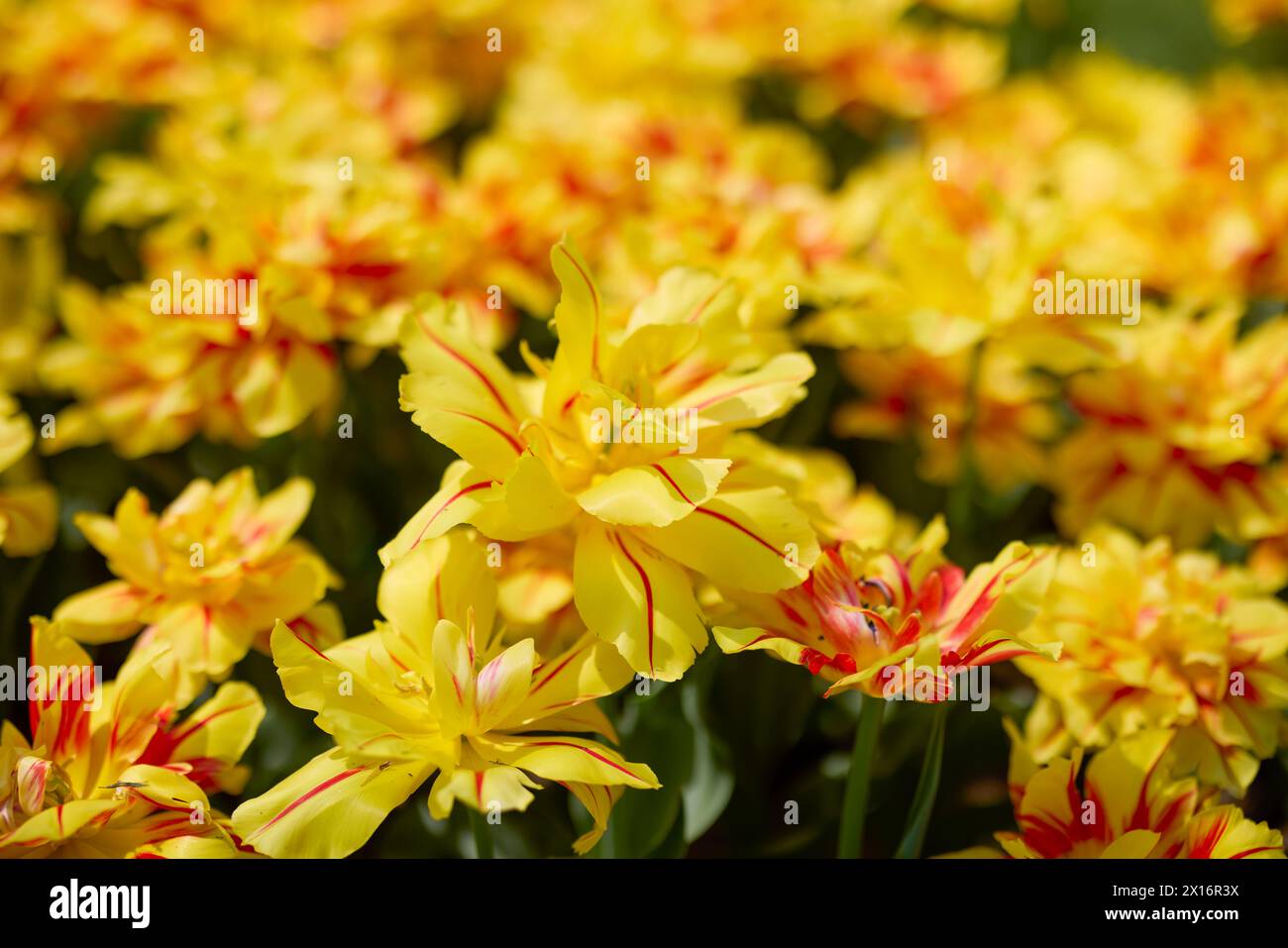 Clouse ap with different types of beautiful tulips in different colors ...