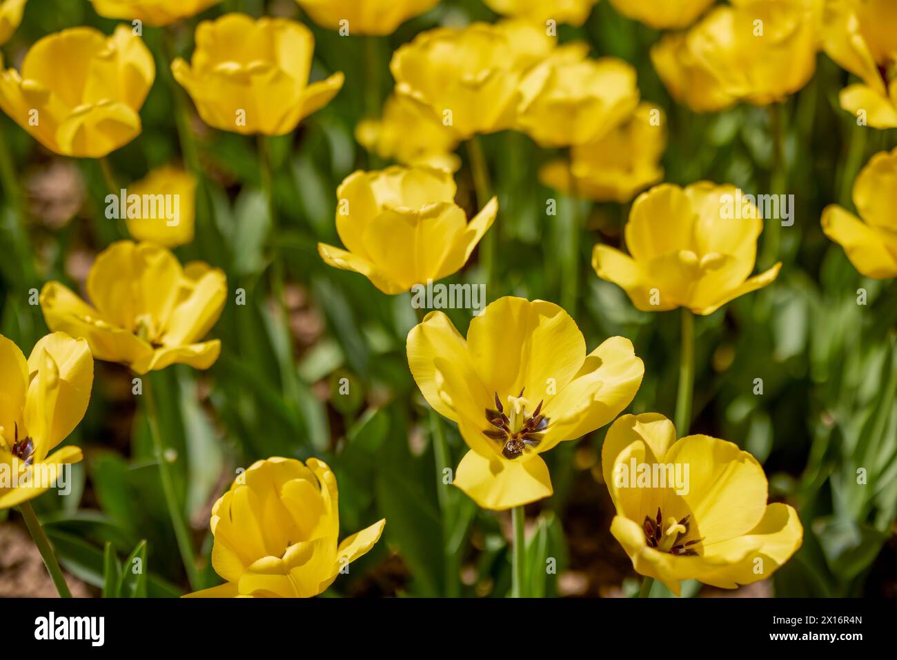 Clouse ap with different types of beautiful tulips in different colors ...