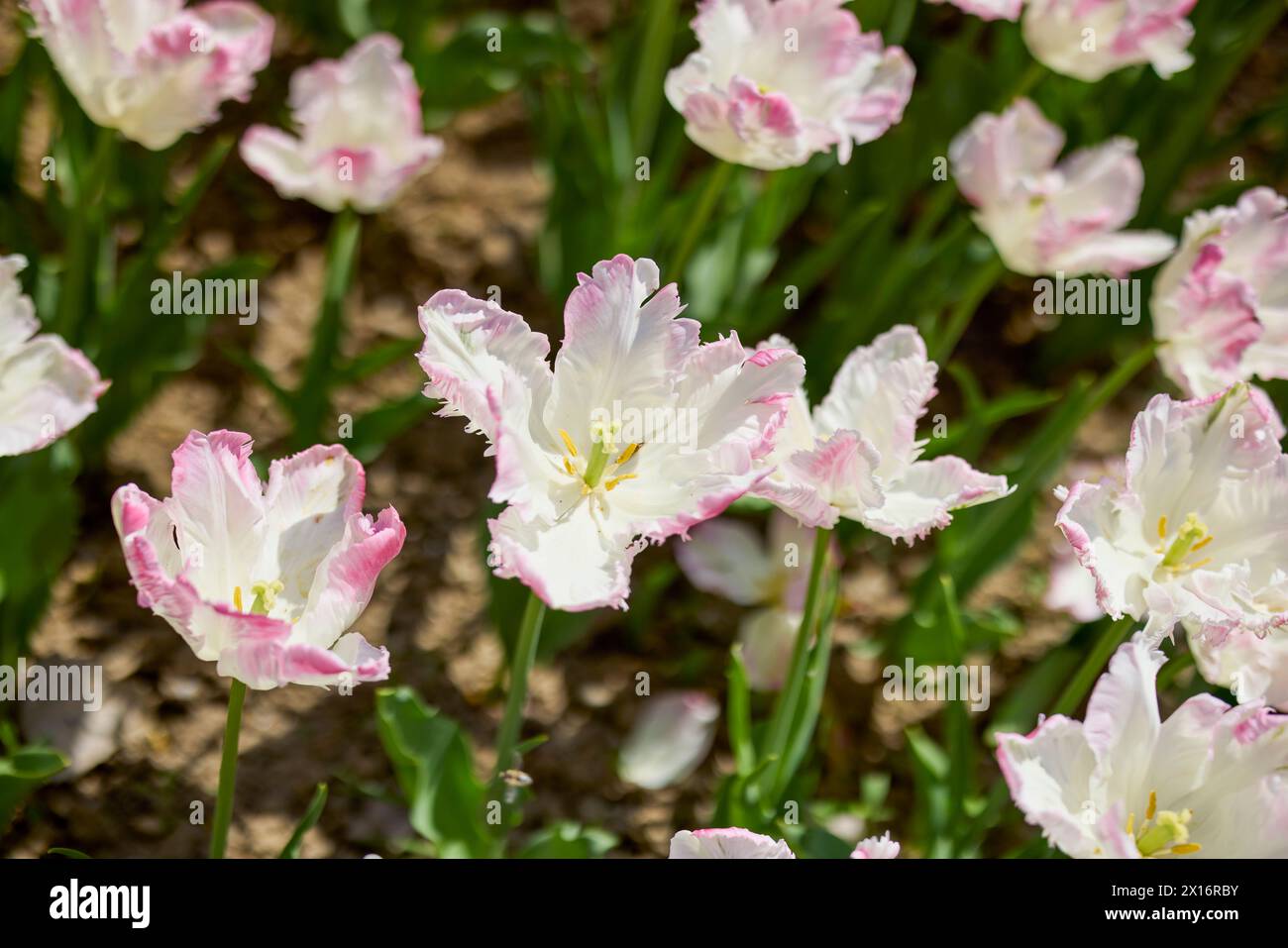 Clouse ap with different types of beautiful tulips in different colors ...