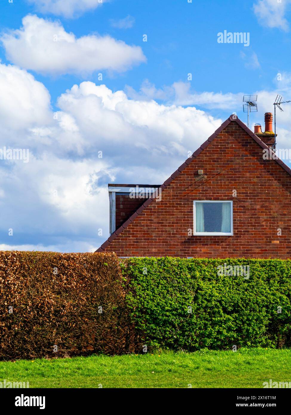 Brick built suburban house with square window and brown and white hedge in the foreground, blue sky with white fluffy clouds in the background. Stock Photo