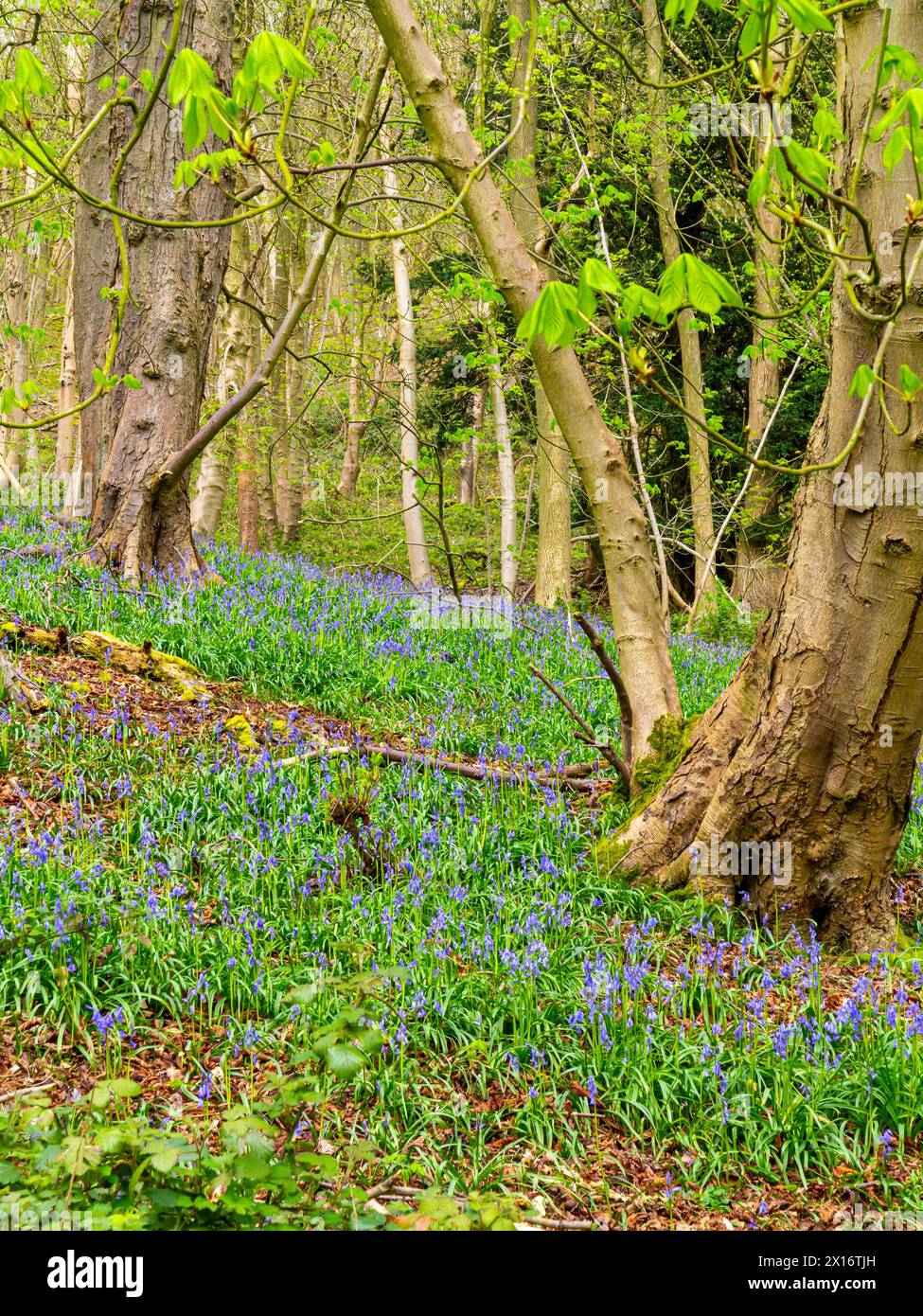 Bluebell woods in spring on the lower slopes of The Wrekin, a hill in ...
