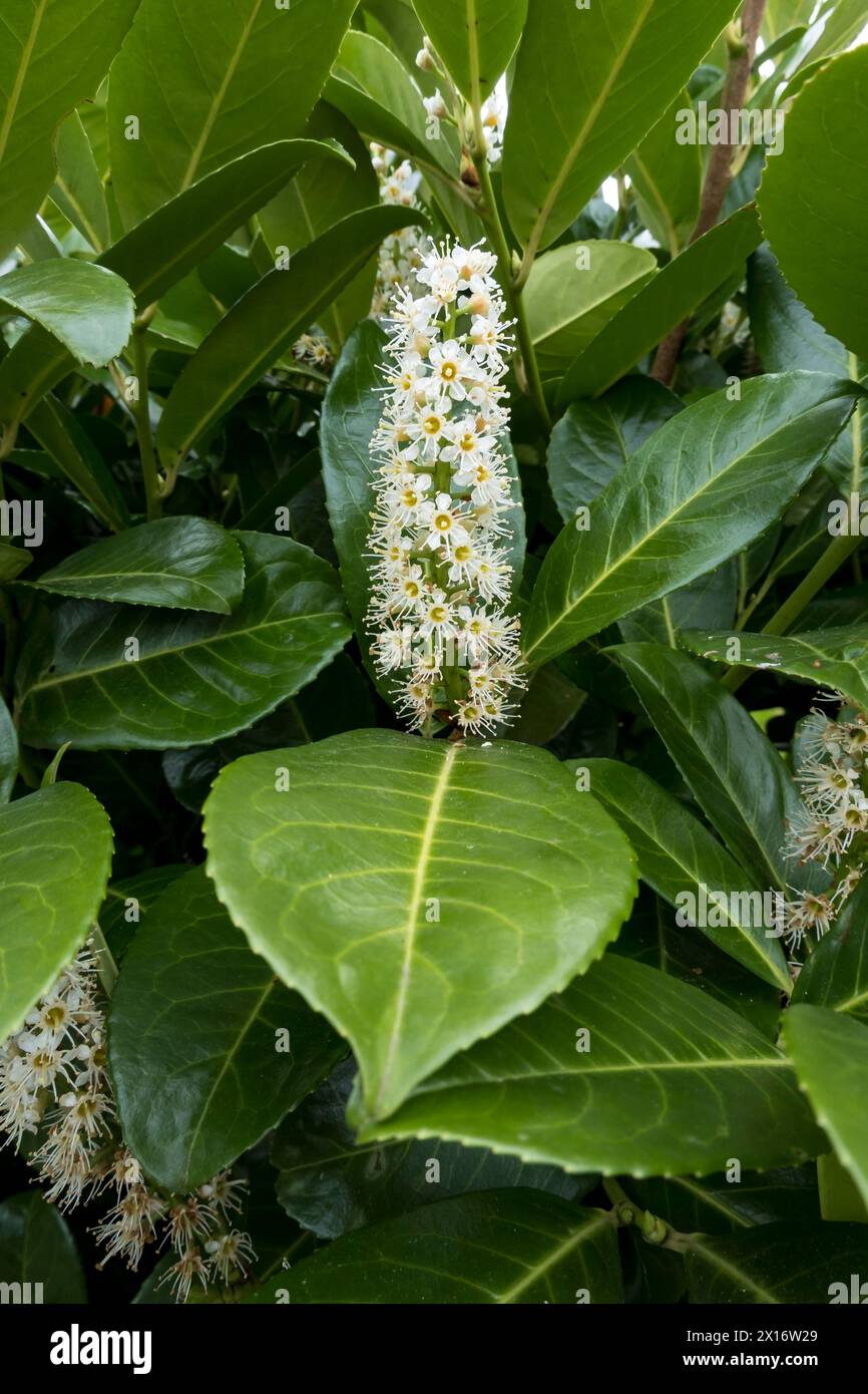 Blossom of Portugal Laurel Tree Stock Photo